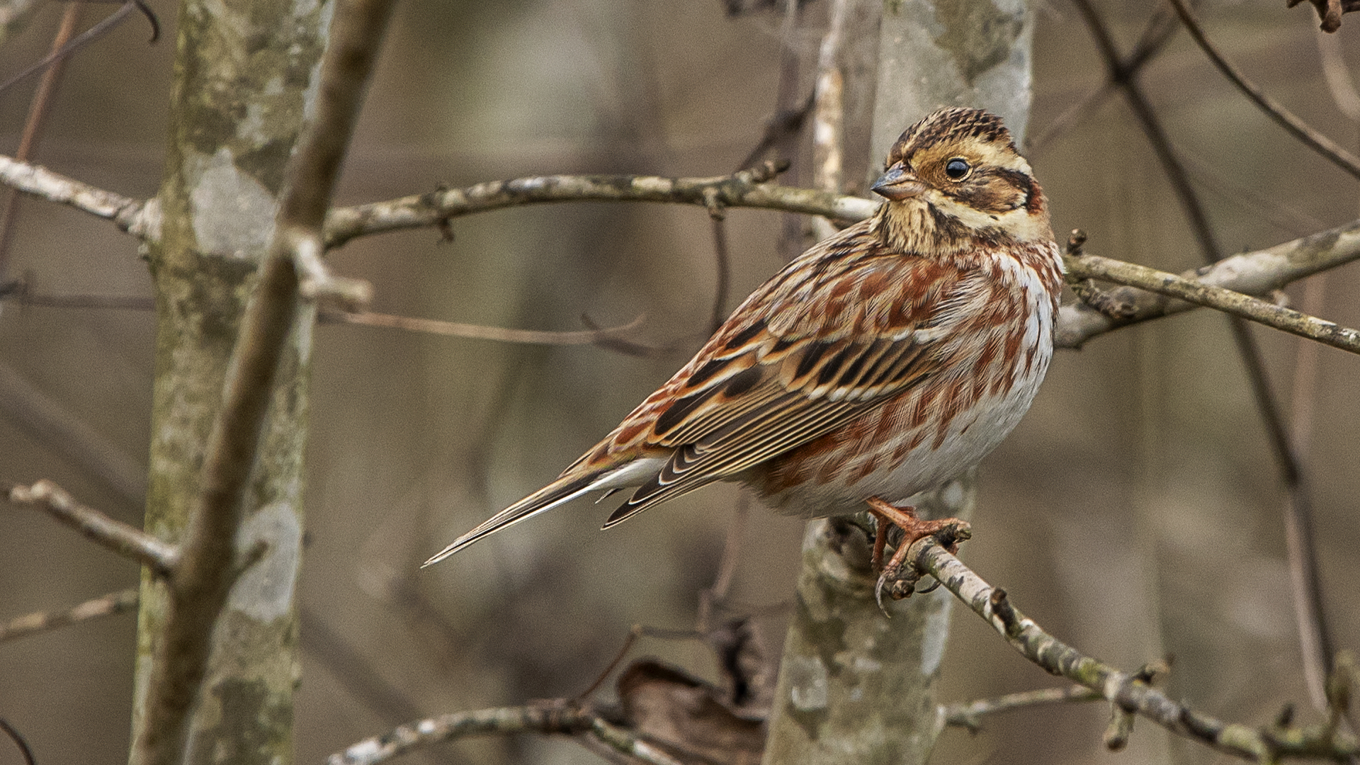 Rustic Bunting